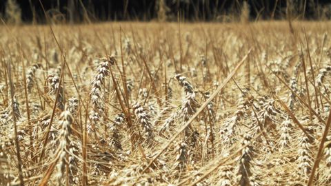 La production française de blé tendre était estimée à 37,1 Mt en juillet, désormais FranceAgriMer l'évalue à 36,06 Mt (©Pixabay)