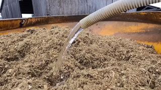 Entamer un nouveau silo de maïs sans perturbations pour les vaches Entamer un nouveau silo de maïs sans perturbations pour les vaches