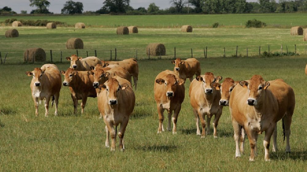 Sébastien Valteau est en système naisseur en race parthenaise dans le Maine-et-Loire. (©OS race parthenaise)