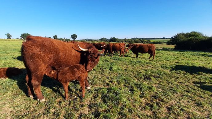 vaches salers au pre