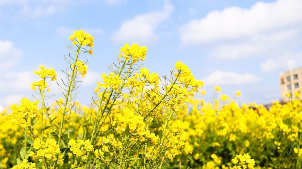 La forte baisse de la production canadienne de colza OGM réduit l'offre mondiale. (©Pixabay)
