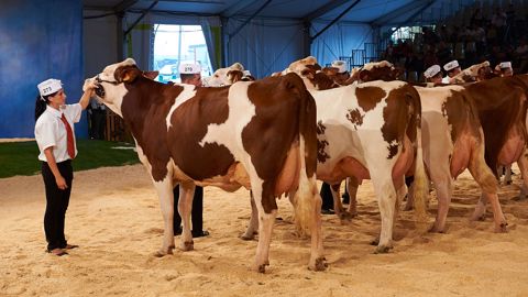 Suivez le concours Montbéliarde en live puis retrouvez le palmarès Suivez le concours Montbéliarde en live puis retrouvez le palmarès