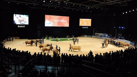 Entre le ring lait et le ring viande, les concours s'enchainent au Sommet de l'élevage. (©Sommet de l'élevage) Entre le ring lait et le ring viande, les concours s'enchainent au Sommet de l'élevage. (©Sommet de l'élevage)