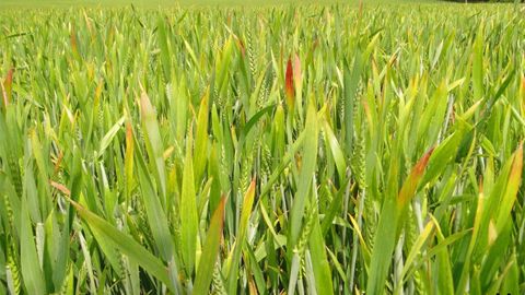 Il est particulièrement recommandé de ne pas anticiper les semis dans les régions, comme l’ouest de la France, où les automnes sont doux et propices au développement des pucerons. (©Arvalis-Institut du végétal)
