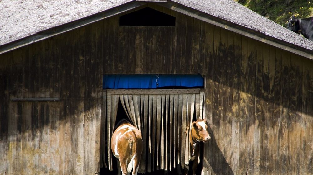 C'est en se dégradant que l'amiante devient dangereux. En effet, les fibres volatiles libérées provoquent de graves maladies respiratoires si elles sont inhalées. (©CC)