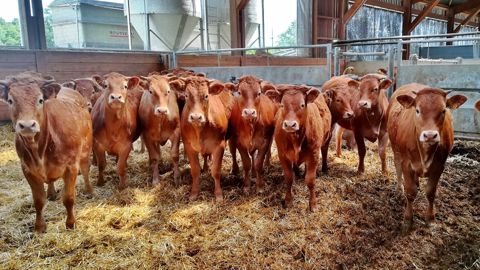 L'engraissement de jeunes bovins sous le label Prim'herbe est techniquement réalisable à condition de bien suivre les poids de la naissance à la fin d'engraissement. (©Ferme expérimentale des Bordes) L'engraissement de jeunes bovins sous le label Prim'herbe est techniquement réalisable à condition de bien suivre les poids de la naissance à la fin d'engraissement. (©Ferme expérimentale des Bordes)