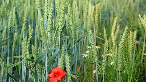 Vendredi, le blé d'hiver a évolué dans le sillage du blé de printemps, aidé aussi par la bonne tenue de la céréale au Matif, en Europe. (©Terre-net Média)