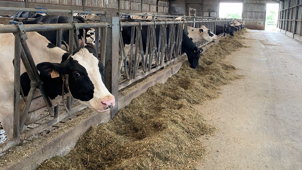 Limagrain rappelle : « 30 à 40 % de l'énergie digestible d'un fourrage de qualité sont déterminés par la quantité et la digestibilité de ses fibres. » (©Terre-net Média)
