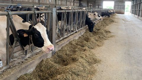 Limagrain rappelle : « 30 à 40 % de l'énergie digestible d'un fourrage de qualité sont déterminés par la quantité et la digestibilité de ses fibres. » (©Terre-net Média) Limagrain rappelle : « 30 à 40 % de l'énergie digestible d'un fourrage de qualité sont déterminés par la quantité et la digestibilité de ses fibres. » (©Terre-net Média)