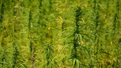 Selon la réglementation, le chanvre doit avoir une teneur en THC inférieur à 0,2 % en France. (©Terre-net Média)