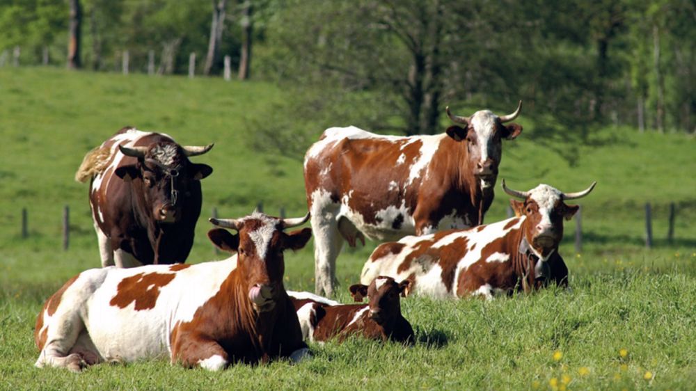  La race ferrandaise, mixte, produit du lait transformé principalement en fromage (bleu d'Auvergne, fourme de Rochefort ou d'Ambert, Saint-Nectaire) mais aussi des veaux lourds et bien conformés. (©Ferme des Marquet)