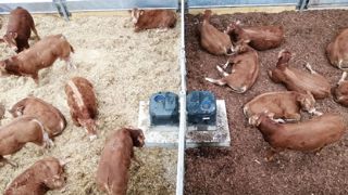 Une litière 100 % écorce n'impacte pas la croissance, la propreté ou la santé des animaux. (©Arvalis Institut du végétal) Une litière 100 % écorce n'impacte pas la croissance, la propreté ou la santé des animaux. (©Arvalis Institut du végétal)