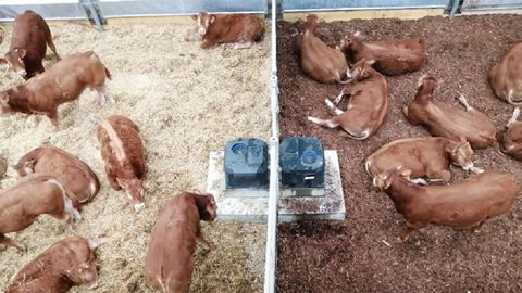 Une litière 100 % écorce n'impacte pas la croissance, la propreté ou la santé des animaux. (©Arvalis Institut du végétal) Une litière 100 % écorce n'impacte pas la croissance, la propreté ou la santé des animaux. (©Arvalis Institut du végétal)