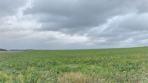 Installé dans l'Aisne, Benoit Van Maele exploite 43 ha de betteraves. (©Terre-net Média) Installé dans l'Aisne, Benoit Van Maele exploite 43 ha de betteraves. (©Terre-net Média)