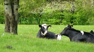 Réunir tous les acteurs pour construire des innovations en bien-être animal Réunir tous les acteurs pour construire des innovations en bien-être animal