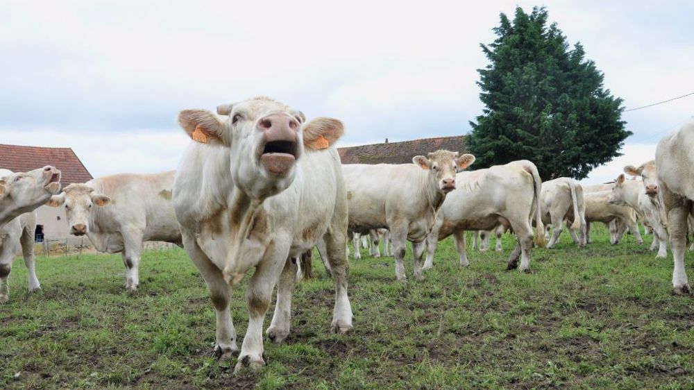En France, le cheptel allaitant est en net recul depuis mi-2016. (©Terre-net Média)