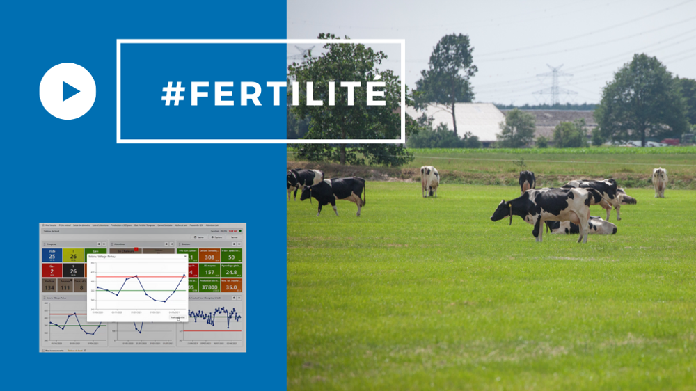 Les indicateurs de reproduction en questions. (©365FarmNet)<span style="font-size: 14px; text-align: justify; color: #000000;"> 