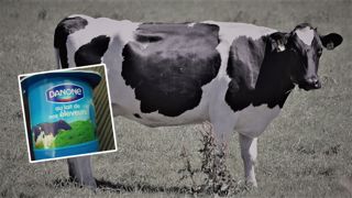 Danone va arrêter de collecter le lait de 200 producteurs Danone va arrêter de collecter le lait de 200 producteurs