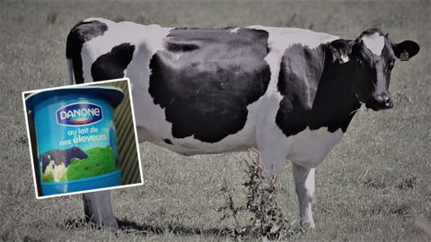 Danone va arrêter de collecter le lait de 200 producteurs Danone va arrêter de collecter le lait de 200 producteurs