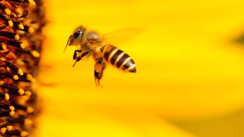 Malgré une forte hausse du nombre de ruches en dix ans, les populations d'insectes pollinisateurs s'effondrent. (©Pixabay)