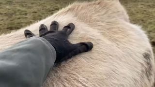 Exposer les jeunes veaux à la nouveauté pour avoir des vaches moins peureuses Exposer les jeunes veaux à la nouveauté pour avoir des vaches moins peureuses