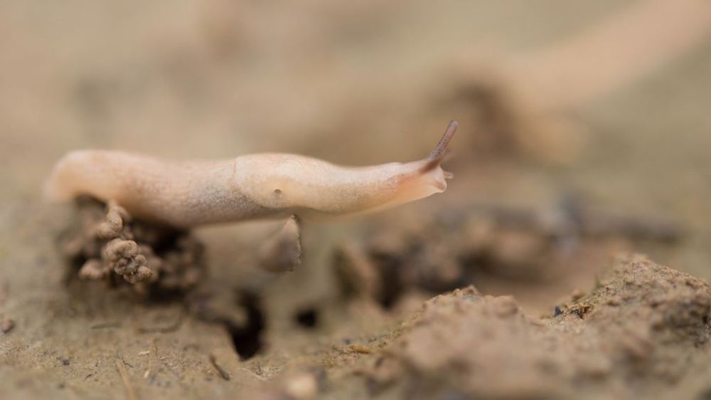 Il est conseillé de surveiller la présence de limaces si le blé n’a pas dépassé le stade 3 feuilles. (©André Chabert)