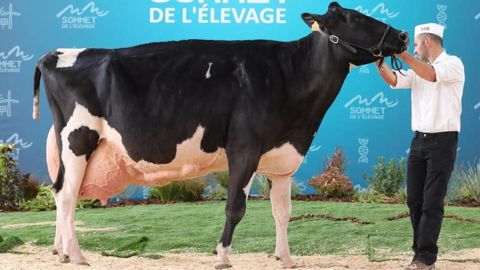 Bonanza (AtomStorm x Finley) du Petit Ramard (69) sacrée vache de l'année 2021 Bonanza (AtomStorm x Finley) du Petit Ramard (69) sacrée vache de l'année 2021