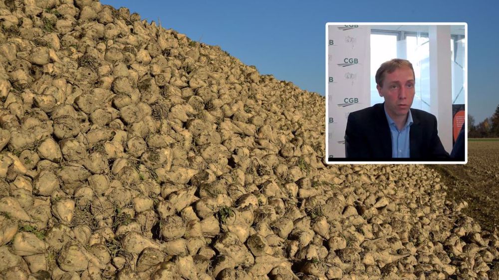 Pour Franck Sander, président de la CGB, il est indispensable de donner de vraies perspectives aux planteurs pour la prochaine campagne. (©Terre-net Média/Pixabay)