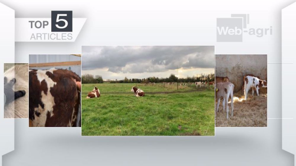 Articles les plus lus sur Web-agri cette semaine. (©Terre-net Média)