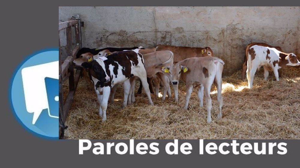  Selon Seb Gicquel, « les producteurs laitiers préparent une<strong> </strong>reconversion de leur troupeau vers la production de viande ». (©Terre-net Média)
