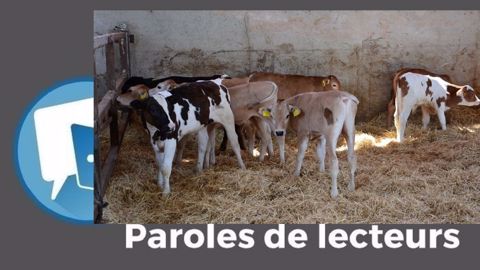 Selon Seb Gicquel, « les producteurs laitiers préparent une<strong> </strong>reconversion de leur troupeau vers la production de viande ». (©Terre-net Média) Selon Seb Gicquel, « les producteurs laitiers préparent une<strong> </strong>reconversion de leur troupeau vers la production de viande ». (©Terre-net Média)