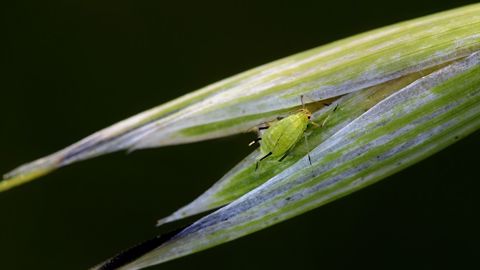 Détecter l’arrivée des insectes ravageurs et intervenir sur la culture