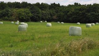 Les prairies multi-espèces fournissent un fourrage riche en protéines de façon économe grâce aux moindres besoins en azote. (©Terre-net Média) Les prairies multi-espèces fournissent un fourrage riche en protéines de façon économe grâce aux moindres besoins en azote. (©Terre-net Média)
