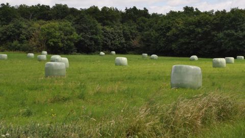 Les prairies multi-espèces fournissent un fourrage riche en protéines de façon économe grâce aux moindres besoins en azote. (©Terre-net Média) Les prairies multi-espèces fournissent un fourrage riche en protéines de façon économe grâce aux moindres besoins en azote. (©Terre-net Média)