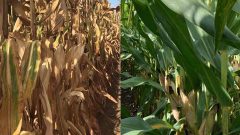 P8556 et P0710, deux variétés grain respectivement issues des gammes Sem'expert dry et Aquamax de Pioneer. (©Pioneer) P8556 et P0710, deux variétés grain respectivement issues des gammes Sem'expert dry et Aquamax de Pioneer. (©Pioneer)
