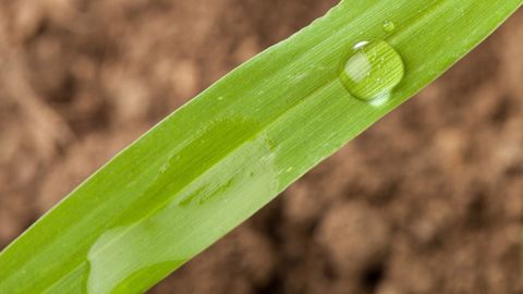 <a href="http://www.regie-agricole.com/includes/redirect.asp?id=2813" title="Guide" target="_blank">Téléchargez le guide</a> Biosolutions De Sangosse