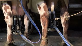 Les prix du beurre et de la poudre flambent Les prix du beurre et de la poudre flambent
