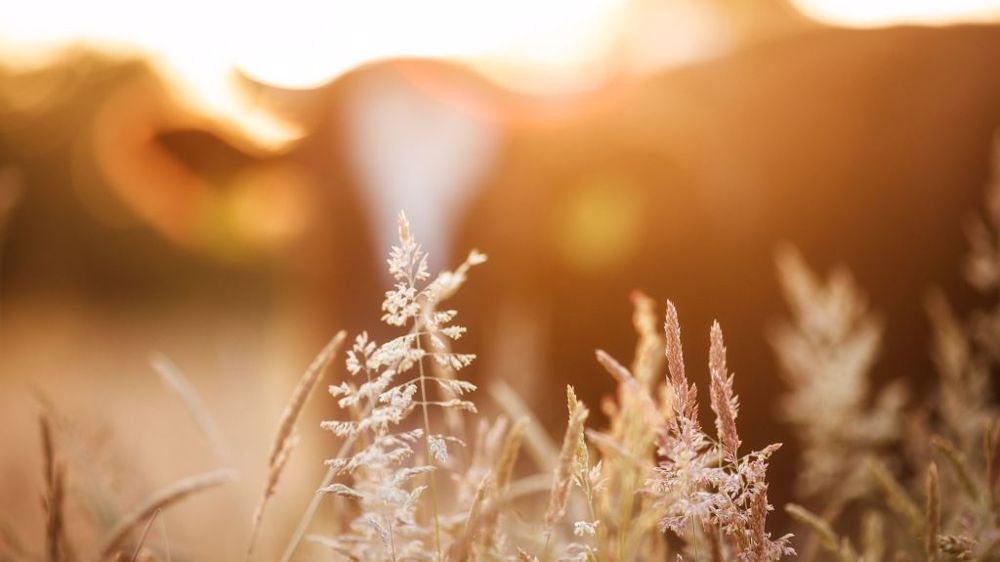 Comment le consommateur perçoit-il l'élevage ? Il reste du travail de communication à faire ! (©CC)