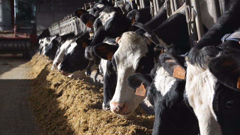 La variété de maïs denté-farineux testée par Arvalis s'avère équivalente aux témoins en terme de rendements. (©Terre-net Média)