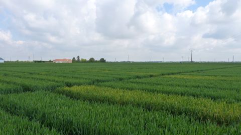 Moduler l'azote en fonction du sol et de la densité de semis Moduler l'azote en fonction du sol et de la densité de semis
