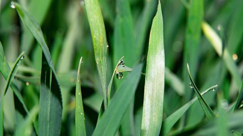 « Les utilisations d'adjuvants sont nettement plus élevées en grandes cultures<strong> </strong>» :<strong> </strong>notamment pour les<strong> </strong>blés tendres d'hiver, les betteraves et<strong> </strong>les orges d’hiver, précise l'Afa.  (©Pixabay)