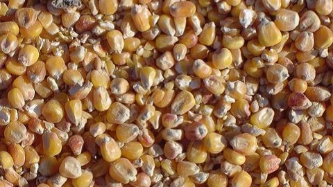Le<strong> </strong>Conseil international des céréales a abaissé son estimation de la production mondiale de maïs à 1 207 milliards de tonnes. (©Terre-net Média) Le<strong> </strong>Conseil international des céréales a abaissé son estimation de la production mondiale de maïs à 1 207 milliards de tonnes. (©Terre-net Média)