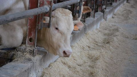 Pour être exportés vers le marché algérien, les bovins d'engraissement devront avoir moins de 14 mois et peser moins de 450 kg (©Terre-net Média)