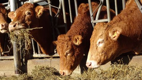 Les animaux à faibles besoins, comme les mères gestantes, permettent de valoriser des fourrages à faible valeur énergétique (© Ferme expérimentale de Thorigné d'Anjou) Les animaux à faibles besoins, comme les mères gestantes, permettent de valoriser des fourrages à faible valeur énergétique (© Ferme expérimentale de Thorigné d'Anjou)