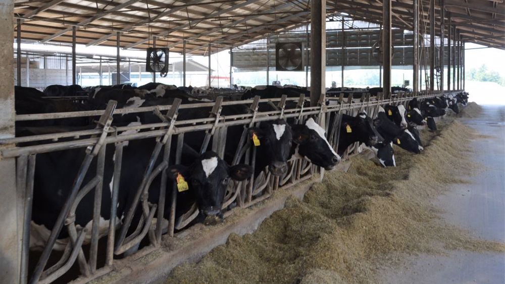 Avec une pression foncière élevée, les éleveurs italiens sont contraints d'acheter une grande partie de leur alimentation, ce qui fait gonfler leurs coûts de production et les rend plus vulnérables à la volatilité des prix. (©Terre-net Média)