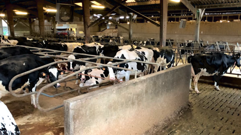 Stabulation vaches laitières