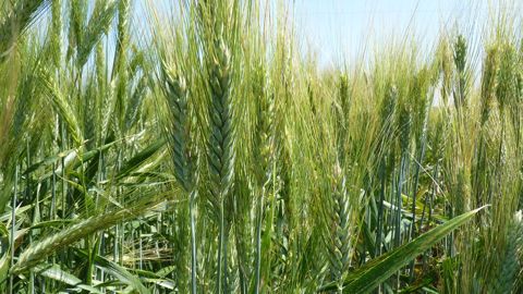 D'après Inrae, le CNRS et l'Institut Agro Montpellier, il semblerait « que les effets positifs de la diversité des mélanges puissent être contrecarrés par des associations génétiques à certaines zones du génome défavorables ». (©Terre-net Média) D'après Inrae, le CNRS et l'Institut Agro Montpellier, il semblerait « que les effets positifs de la diversité des mélanges puissent être contrecarrés par des associations génétiques à certaines zones du génome défavorables ». (©Terre-net Média)