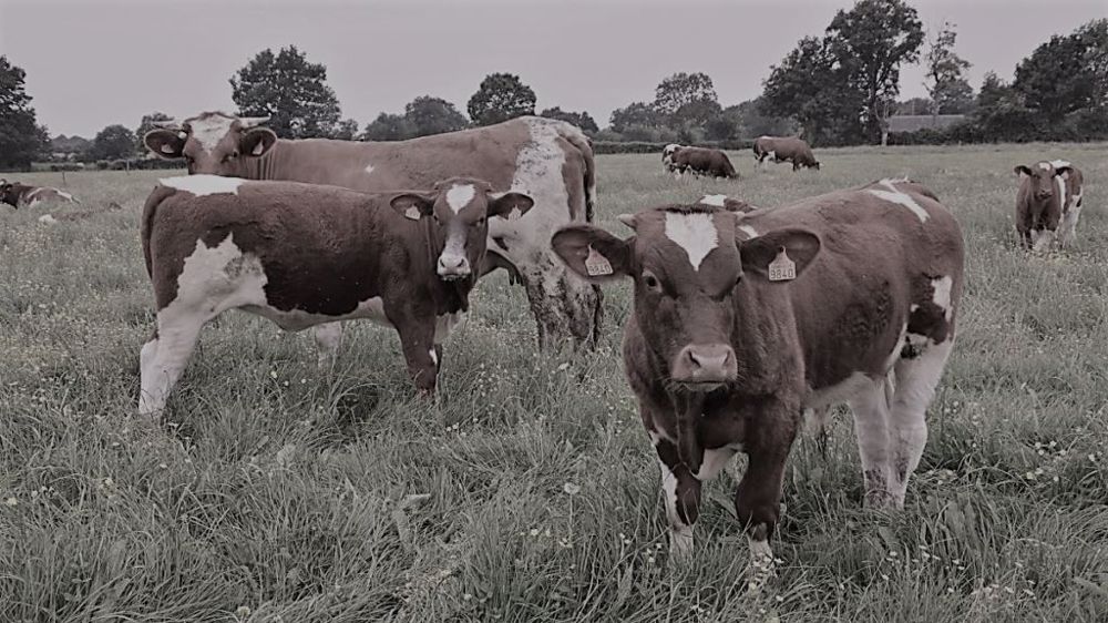 La situation économique des élevages allaitants est toujours très difficile en 2021. (©Terre-net Média)