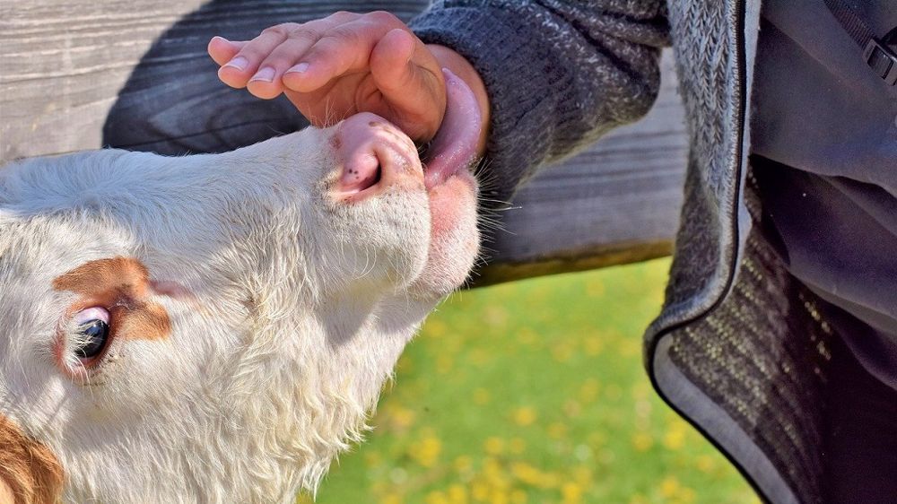 32 % des producteurs de bovins viande marnais ont plus de 55 ans. (©Pixabay)