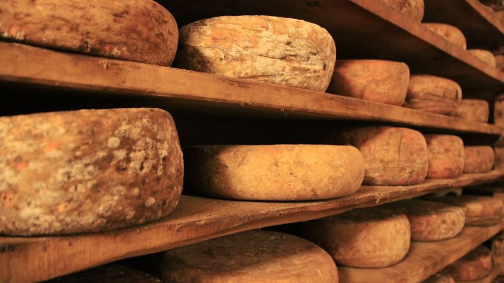 Les Stec peuvent se retrouver accidentellement dans le lait et donc dans les produits laitiers non pasteurisés. (©CC)